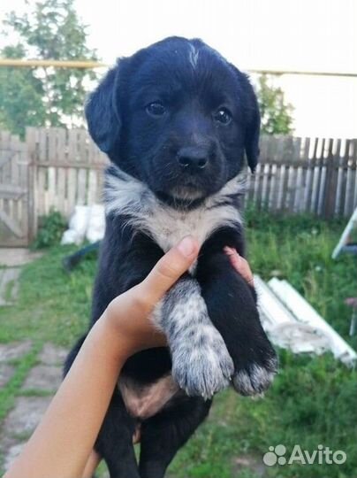 Собаки бесплатно в добрые руки.Мама-спаниель