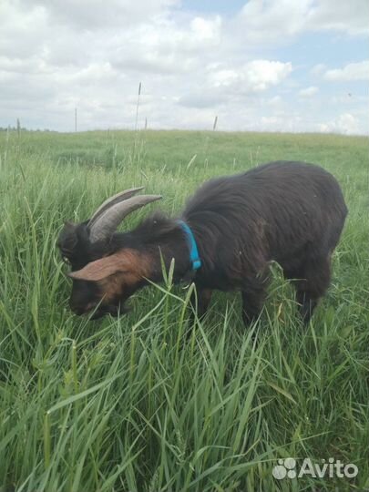 Козел на племя