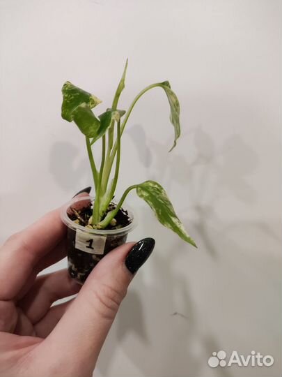 Монстера делициоза минт