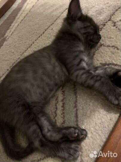 Котенок пантера