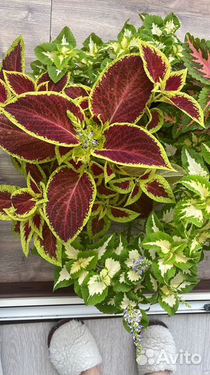 Колеусы вегетативные