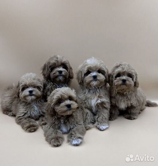 Мальтипу f1 mini