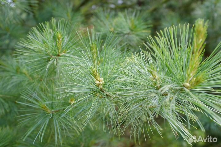 Семена сосна веймутова