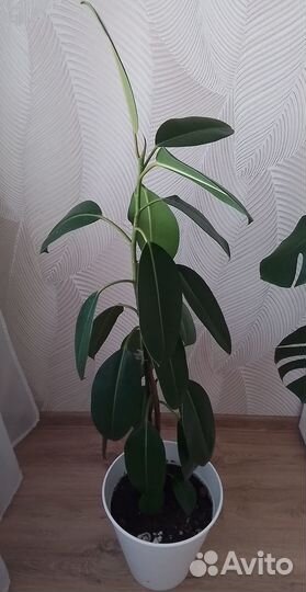 Сортовые растения, фикус, монстера, хойя, алоказия