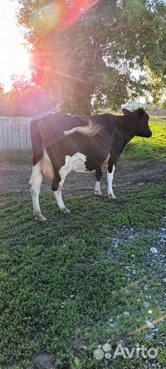 Продам корову