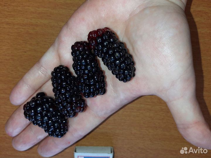Ежевика саженцы Карака Блек и Блек Меджик