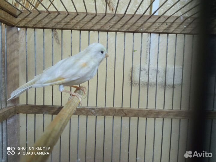 Кенарь белый