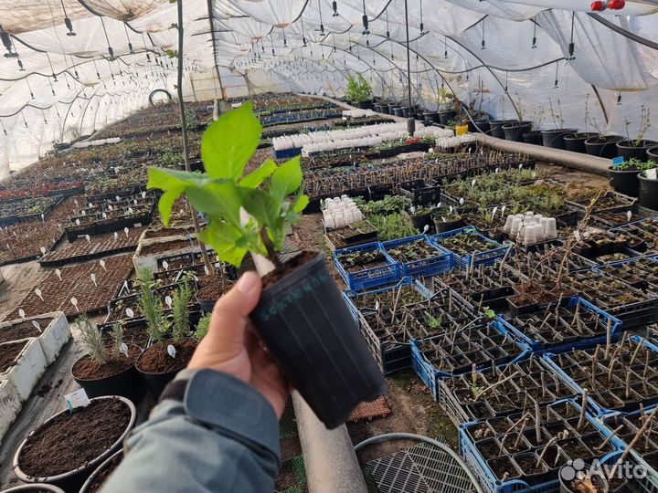 Саженцы гортензии Р9