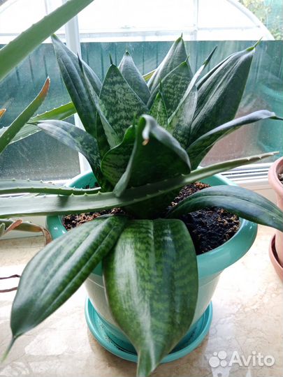 Сансевиерия толстянка