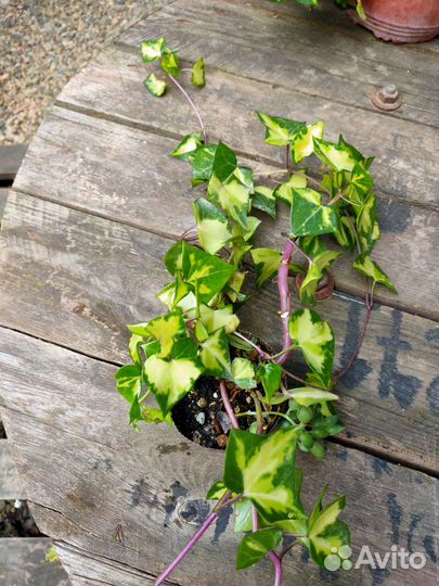 Крестовники