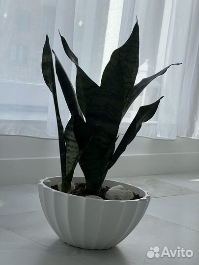 Сансевиерия