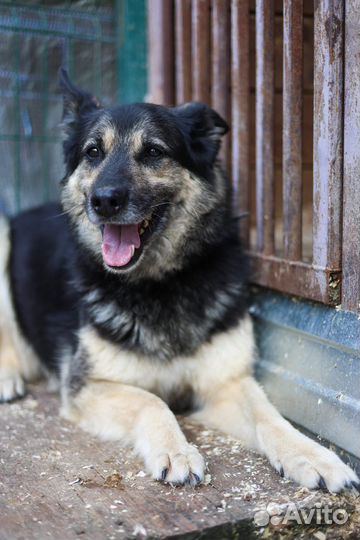 Собаки из приюта