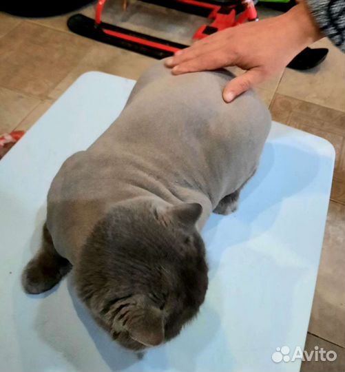 Стрижка кошек