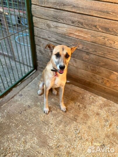 Собака Шейла молодая девочка в дар