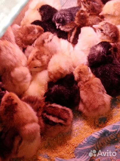 Цыплята домашние