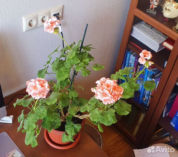 Пеларгония (герань)