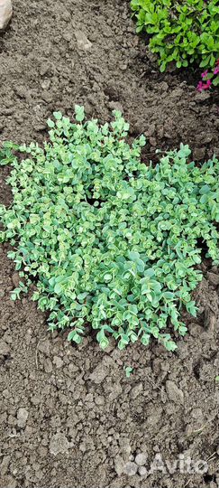 Почвопокровные растения