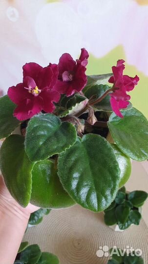 Цветущие фиалки