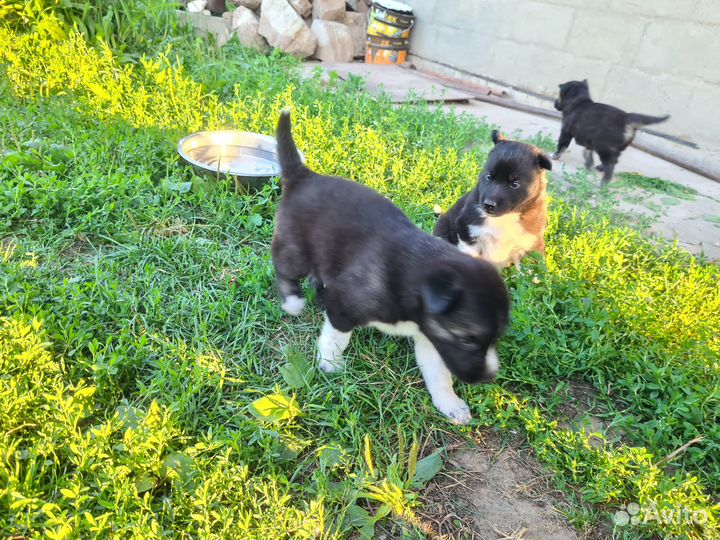 Щенки хаски бесплатно