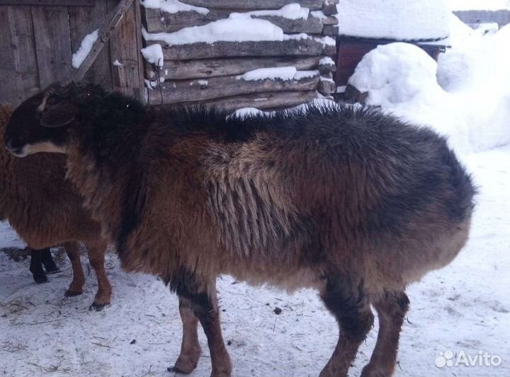 Эдельбаевские бараны