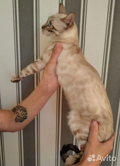 Бенгальские котята