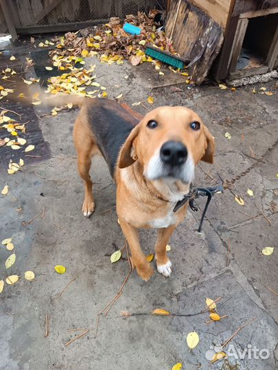 Найдена собака