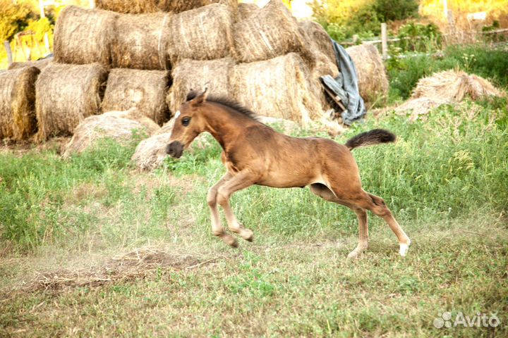 Лошади кросс андалуз