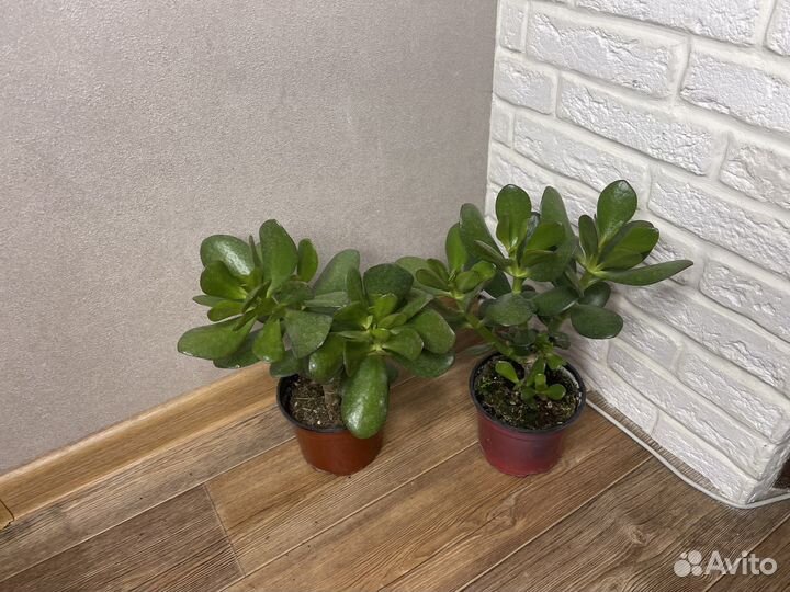 Толстянка денежное дерево комнатные растения