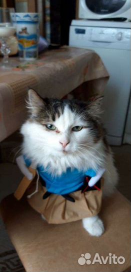 Наряд для животного