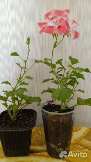 Королевская пеларгония