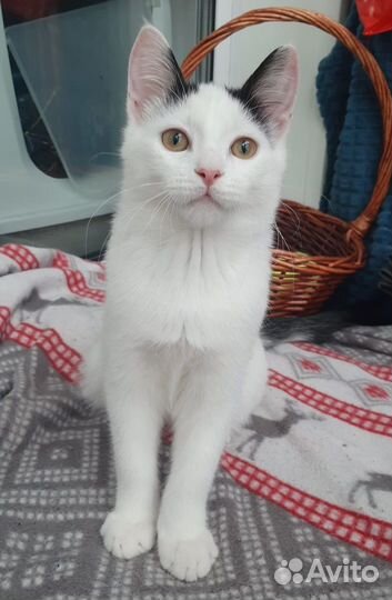 Спасите Борьку