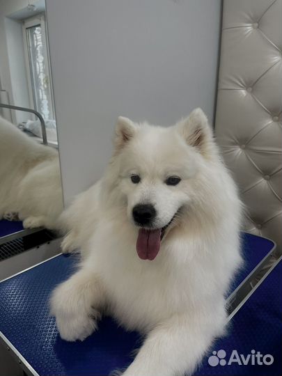 Груминг стрижка собак, экспресс линька