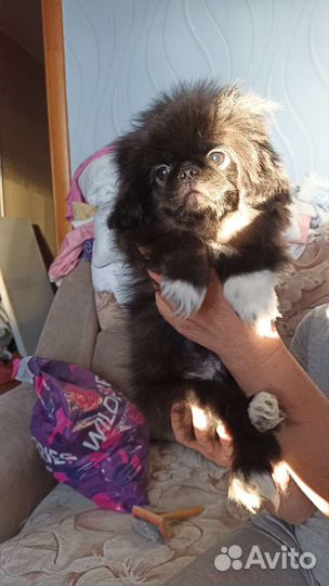 Щенки пекинеса