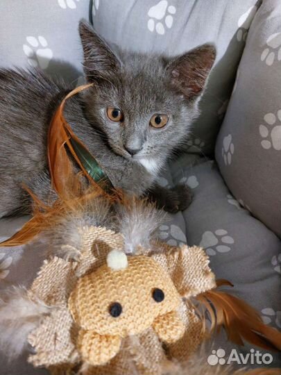 Пепельная малышка Теффи