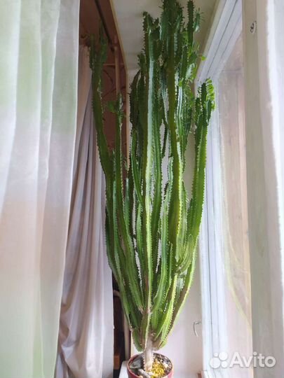 Кактус. Молочай трехгранный или эуфорбия тригона