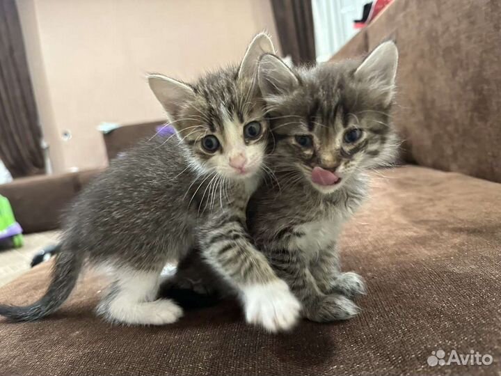 Котята отдам бесплатно