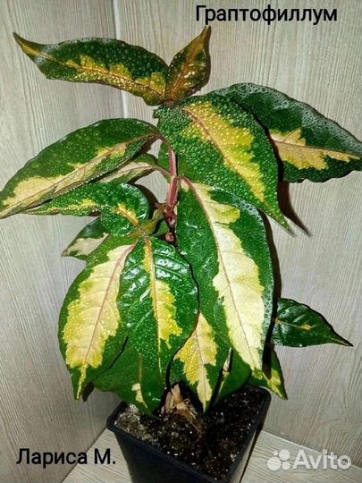 Бугенвиллии,граптофиллум