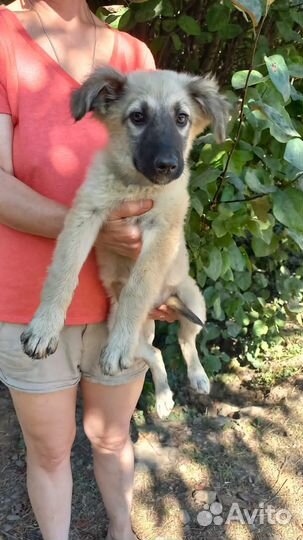 Отдам щенков в хорошие руки (доставим по краю)