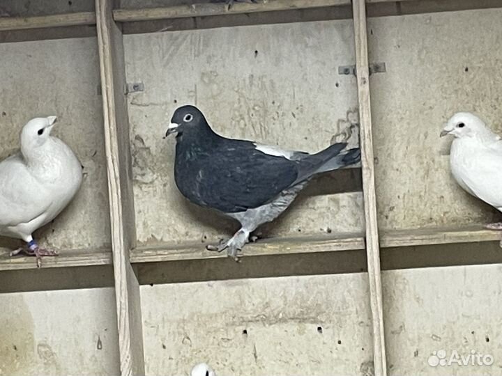 Голуби чехи