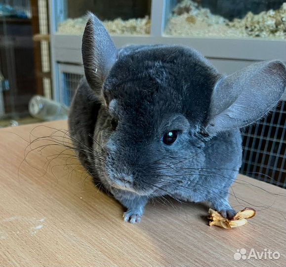 Мальчики разных окрасов