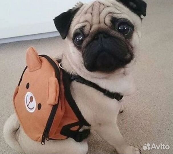 Мопсы продажа