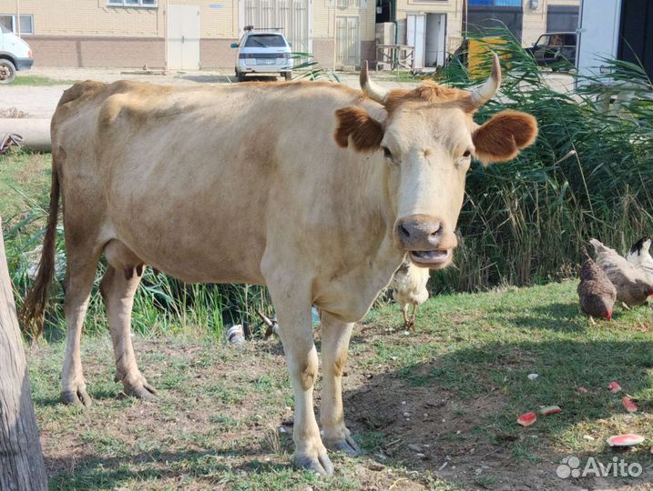 Корова дойная