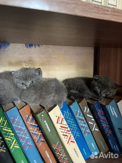 Британская