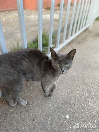 Кошка в добрые руки котенок