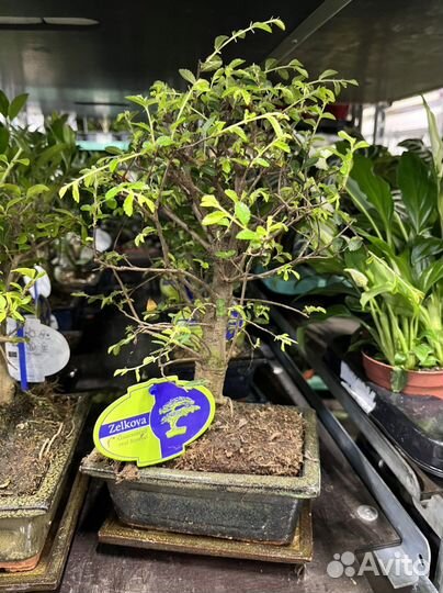 Деревья бонсай, разные сорта, листай. Мирт