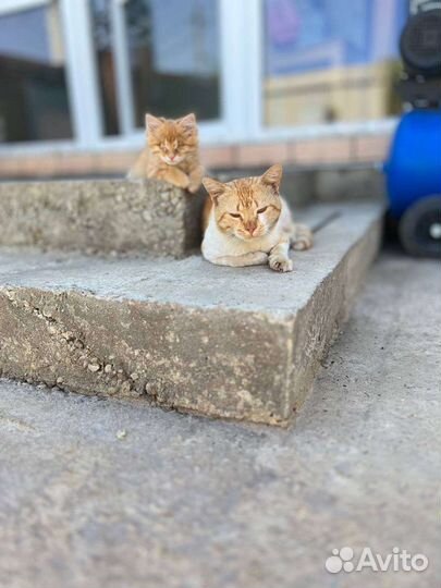 Слепой котёнок 3.5 мес