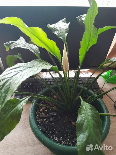 Спацифиллум