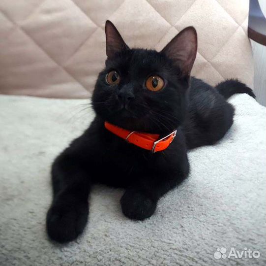 Крошка-кошечка размера 