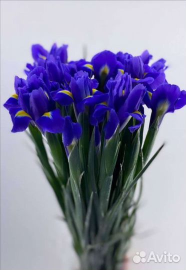 Ирисы оптом