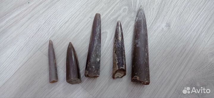 Окаменелое жало медузы, чертов палец, бeлемнит